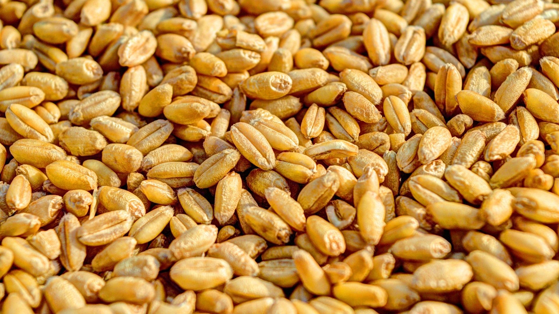 Buğday
